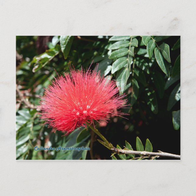 Carte Postale Fleur rouge - Calliandra (Devant)