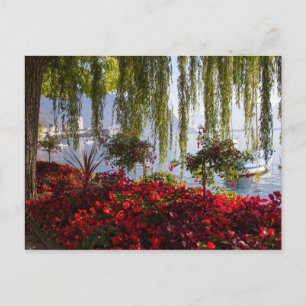 Carte postale Fleur rouge de Saule pleureur