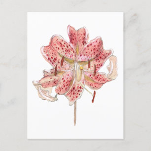 Carte Postale Fleur rouge vintage dessin de Samuel Colman