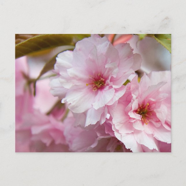 Carte Postale Fleur Sakura rose (Devant)