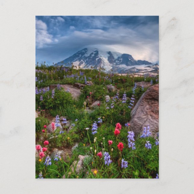 Carte Postale Fleur sauvage (Devant)