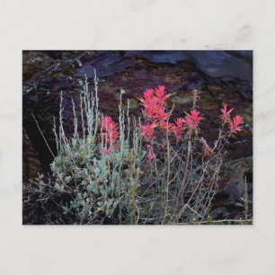 Carte Postale Fleur sauvage