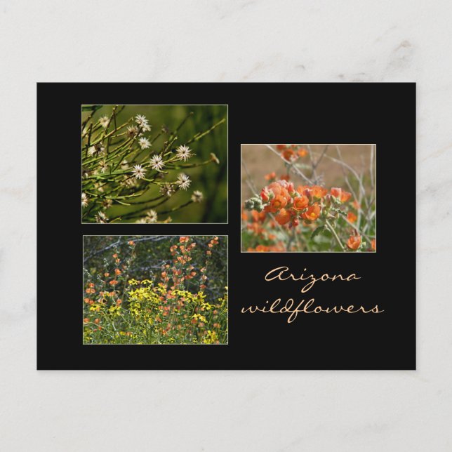 Carte postale fleur sauvage Arizona (Devant)