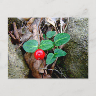 Carte Postale Fleur sauvage Berry Partridge