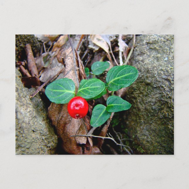 Carte Postale Fleur sauvage Berry Partridge (Devant)