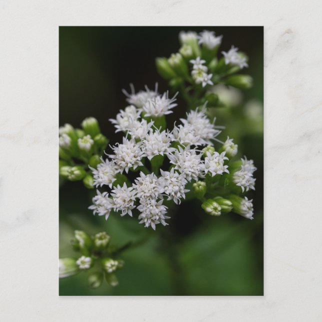 Carte postale Fleur sauvage blanc à fleurs tardive (Devant)