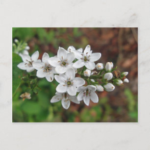 Carte Postale Fleur sauvage blanc et vol d'abeille