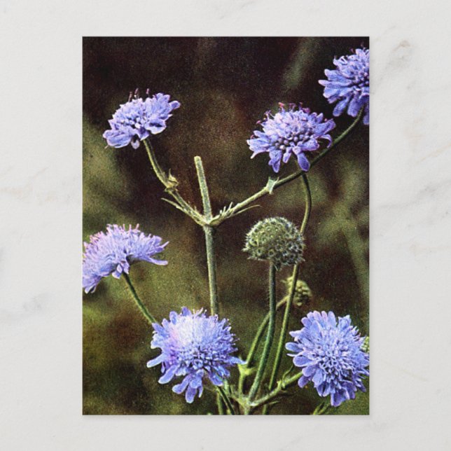 Carte Postale Fleur sauvage : Champ Scabious (Devant)