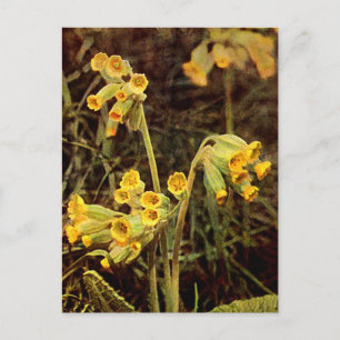 Carte Postale Fleur sauvage : Cowslip