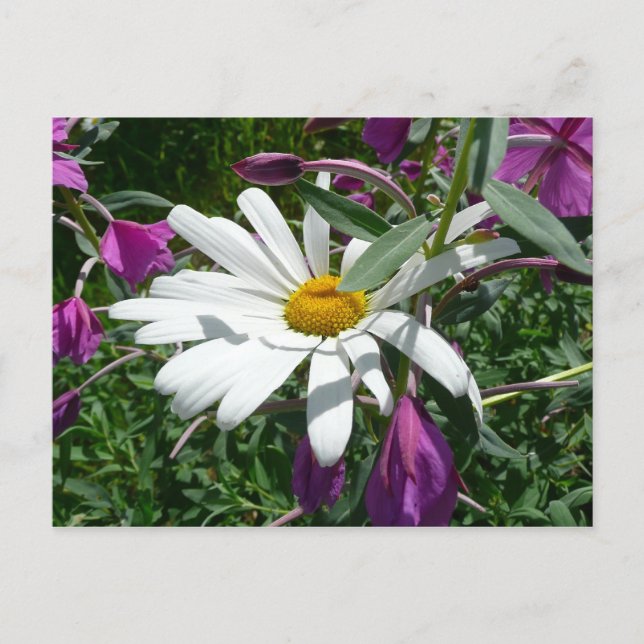 Carte Postale Fleur sauvage Daisy et Fireweed (Devant)