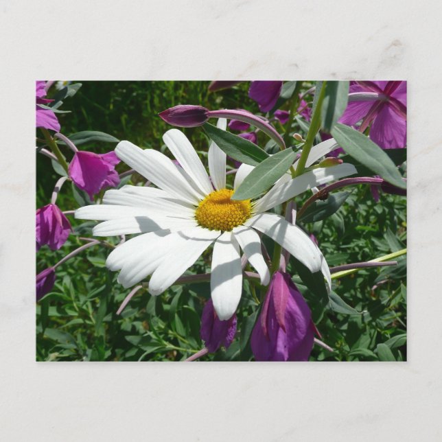 Carte Postale Fleur sauvage Daisy et Fireweed (Devant)