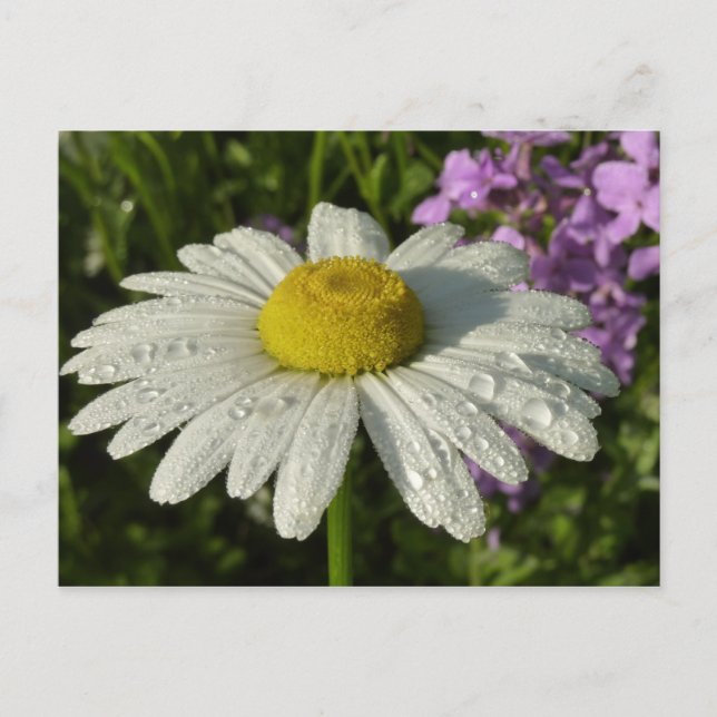 Carte Postale Fleur sauvage Daisy et Summer Lilac (Devant)