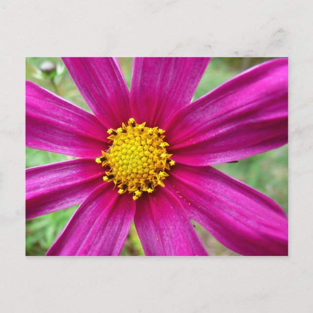 Carte Postale Fleur sauvage de Cosmos pourpre (Devant)