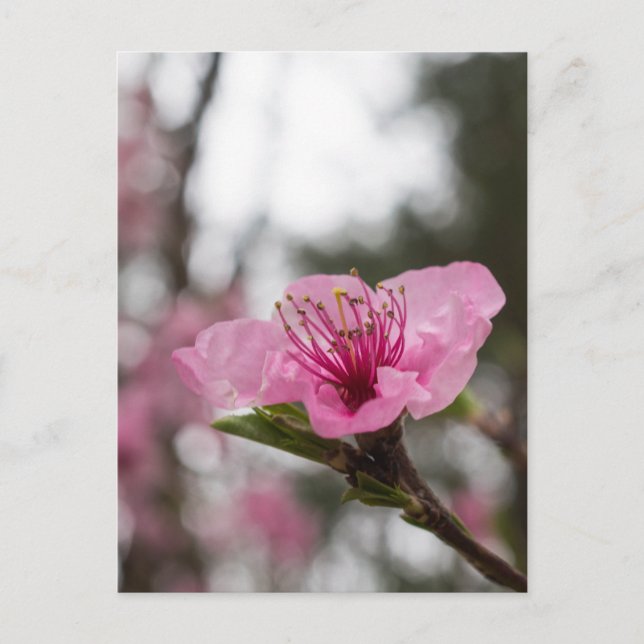 Carte postale Fleur sauvage de fleurs de cerisiers (Devant)