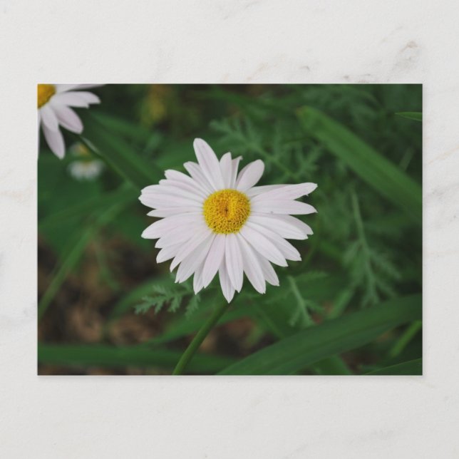 Carte postale Fleur sauvage de marguerite blanche (Devant)