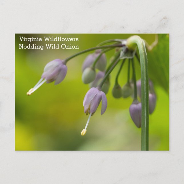 Carte postale Fleur sauvage de Nodding Wild Onion  (Devant)