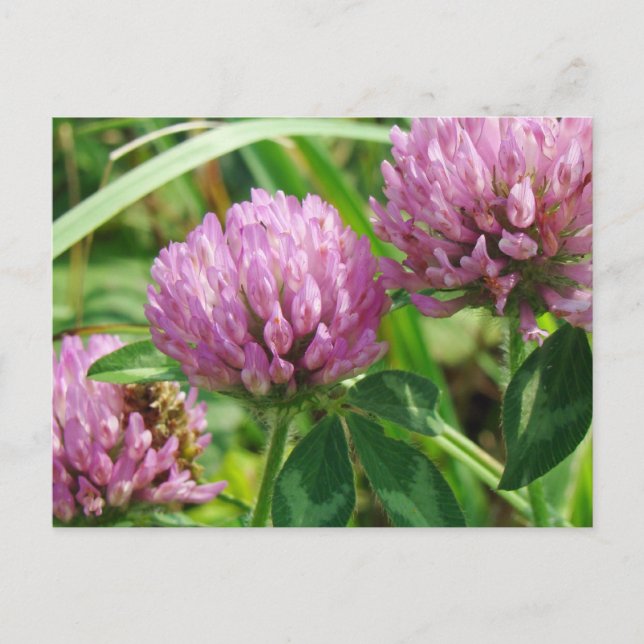 Carte Postale Fleur sauvage de trèfle rose - Trifolium pratense (Devant)