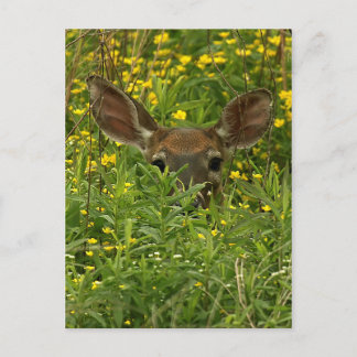 Carte postale Fleur sauvage Deer