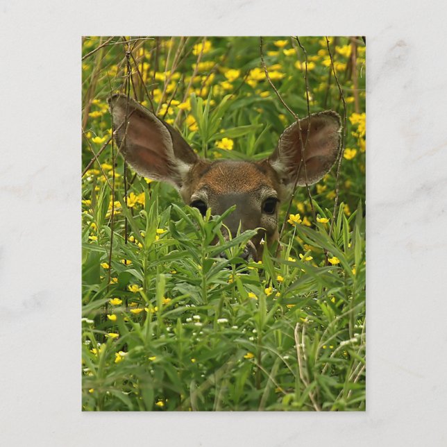 Carte postale Fleur sauvage Deer (Devant)