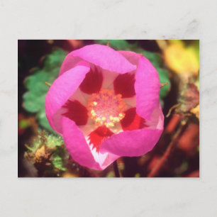 Carte Postale Fleur sauvage Desert Five Spot