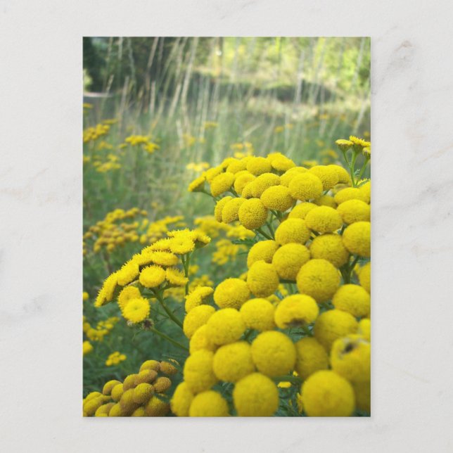 Carte Postale Fleur sauvage du Montana (Devant)
