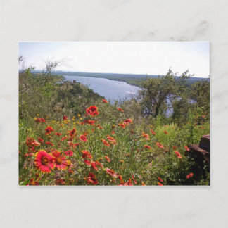 Carte Postale Fleur sauvage du Texas - Blanche indienne
