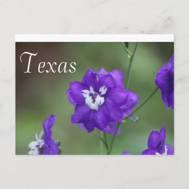 Carte postale Fleur sauvage du Texas Fleur sauvage (Devant)