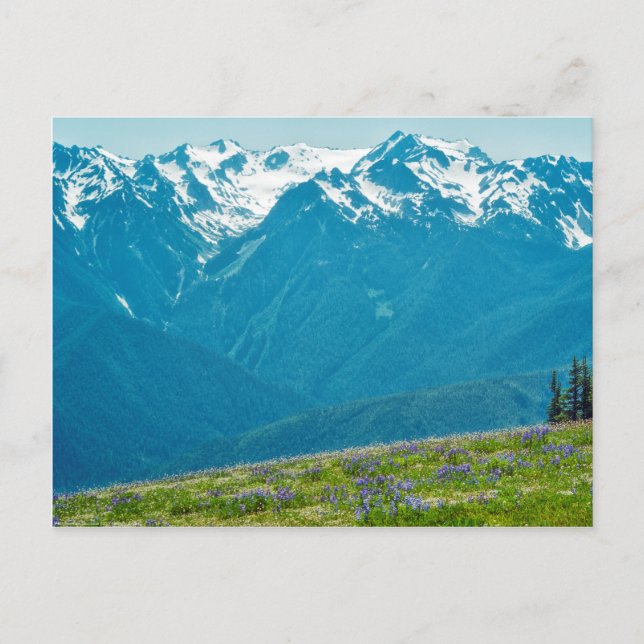 Carte Postale Fleur sauvage et Montagnes (Devant)