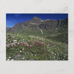 Carte Postale Fleur sauvage, fleur, Alpes, Suisse