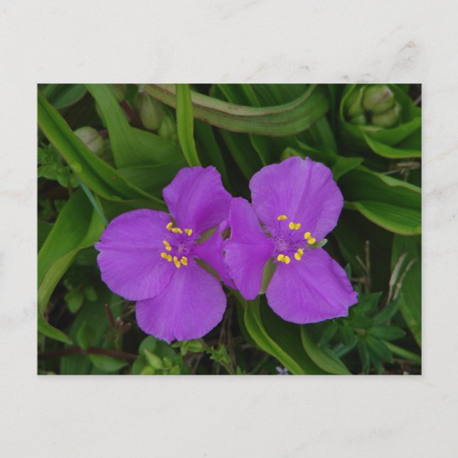 Carte Postale Fleur sauvage Fuchsia Spiderwort Hot Springs Cadea (Devant)