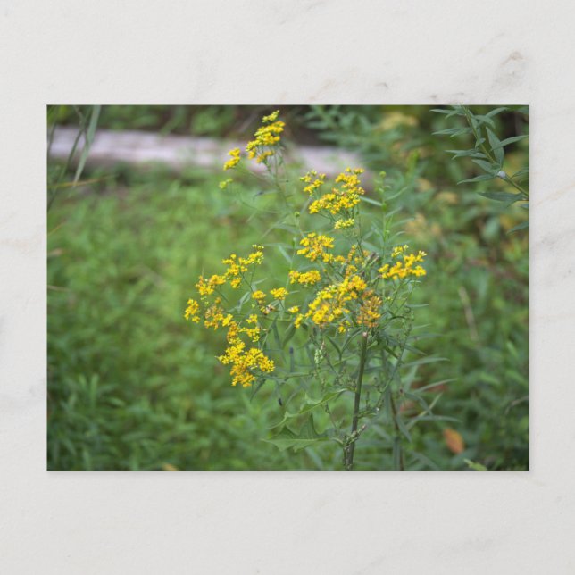 Carte postale Fleur sauvage jaune (Devant)