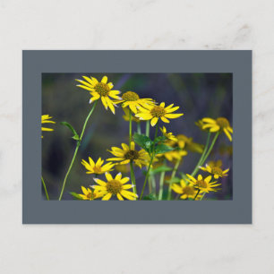 Carte postale Fleur sauvage jaune