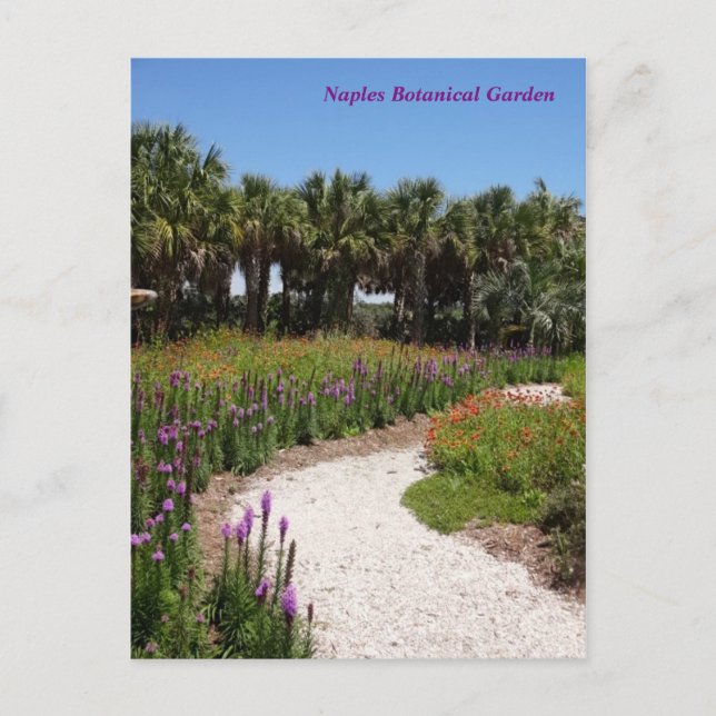 Carte Postale Fleur sauvage Meadow Naples Jardin botanique Flori (Devant)