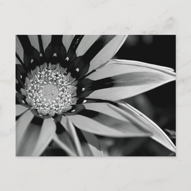 Carte postale Fleur sauvage noir et blanc (Devant)