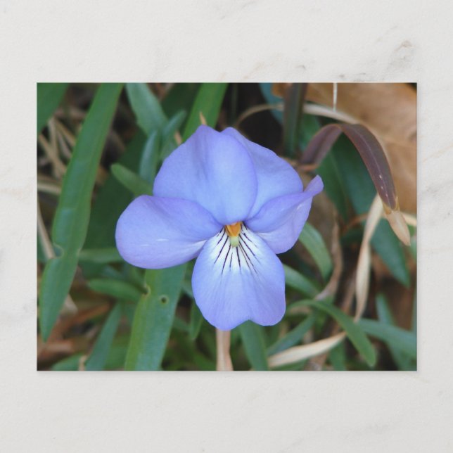 Carte Postale Fleur sauvage Oiseaux-Pied Violet IV sources therm (Devant)