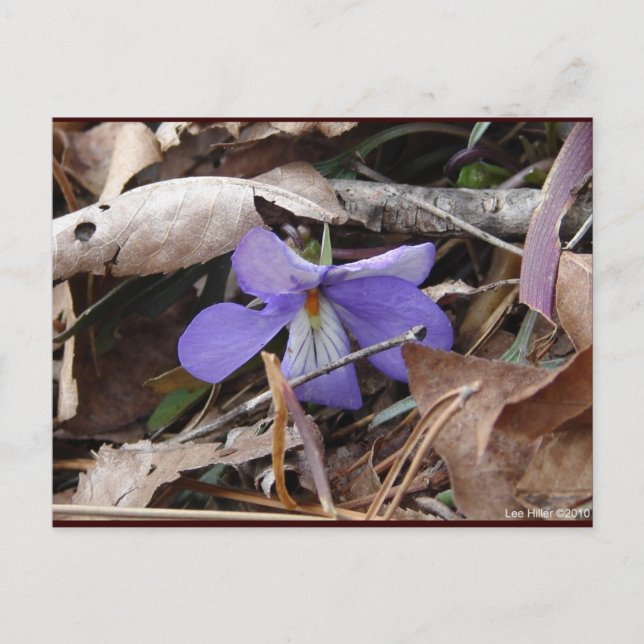 Carte Postale Fleur sauvage Oiseaux-Pied Violet Sources thermale (Devant)