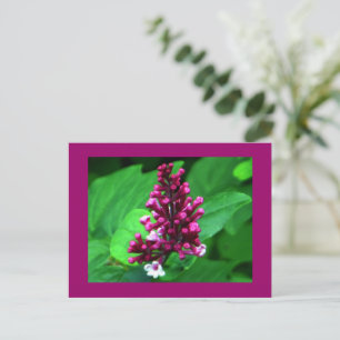 Carte Postale Fleur sauvage parfait violet