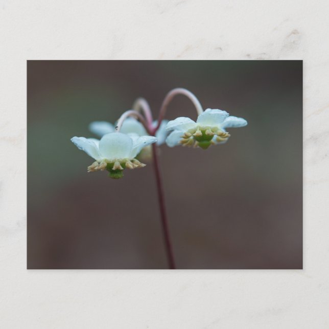 Carte postale Fleur sauvage Pipsissewa en hiver tr (Devant)