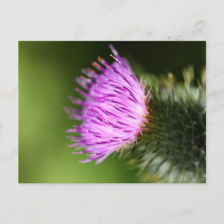 Carte Postale Fleur sauvage pourpre de chardon de lait