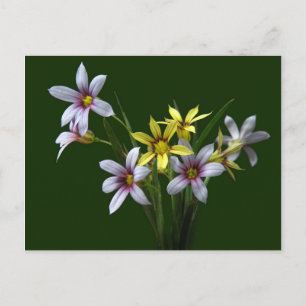 Carte postale Fleur sauvage Ressort à oeil bleu