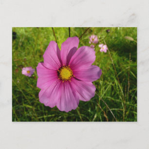 Carte Postale Fleur sauvage rose