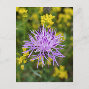 Carte postale Fleur sauvage violet Knapweed tachet