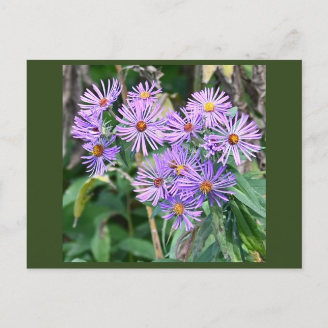 Carte postale Fleur sauvage violette (Devant)