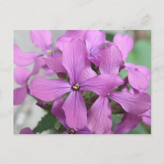 Carte postale fleur sauvage violette (Devant)