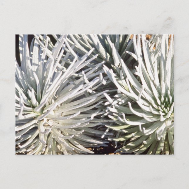 Carte Postale Fleur Silversword blanche, fleurs Hawaii (Devant)