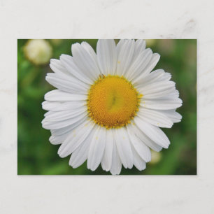 Carte Postale Fleur simple marguerite