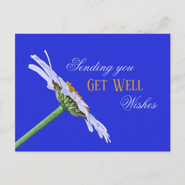 Carte Postale Fleur simple marguerite sur toile (Devant)