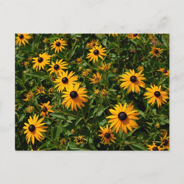 Carte Postale Fleur Susan Eyed (Devant)
