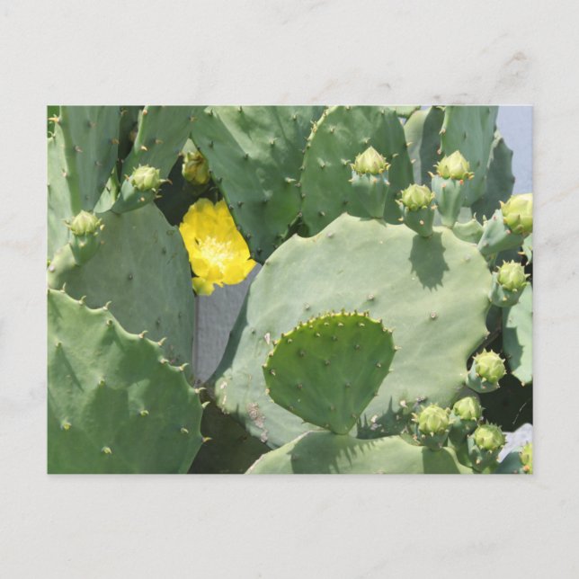 Carte Postale Fleur Texas Cactus (Devant)