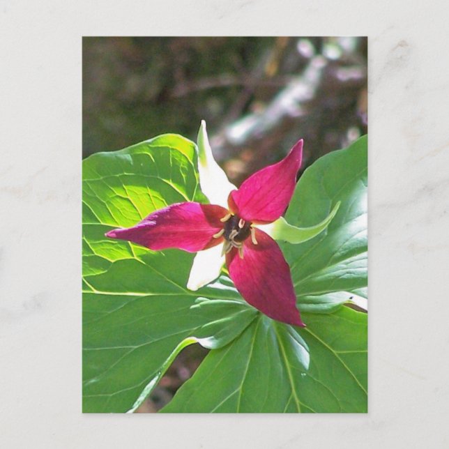 Carte Postale Fleur Trillium Rouge (Devant)